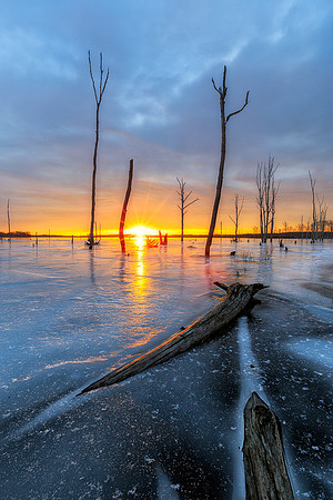 "Frozen Log"